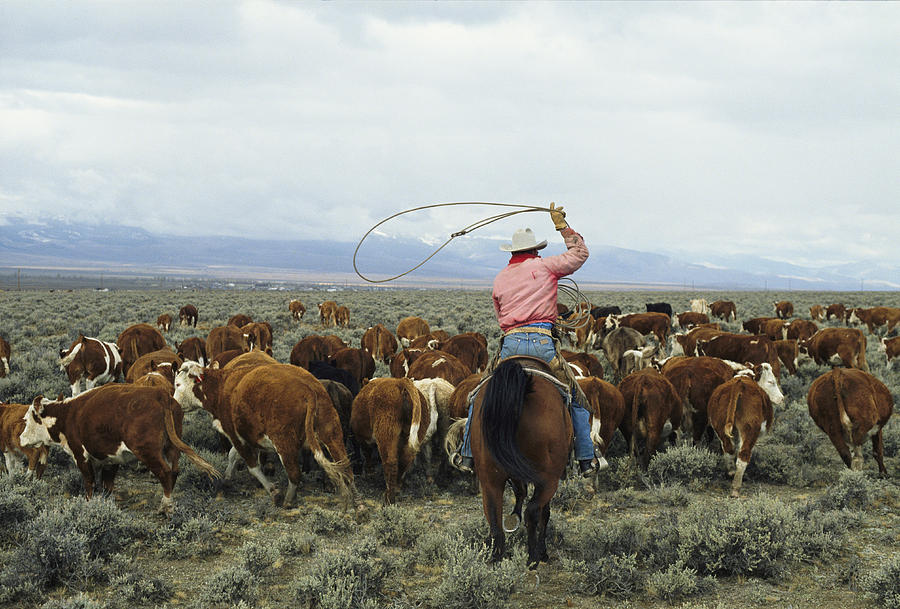 Cows