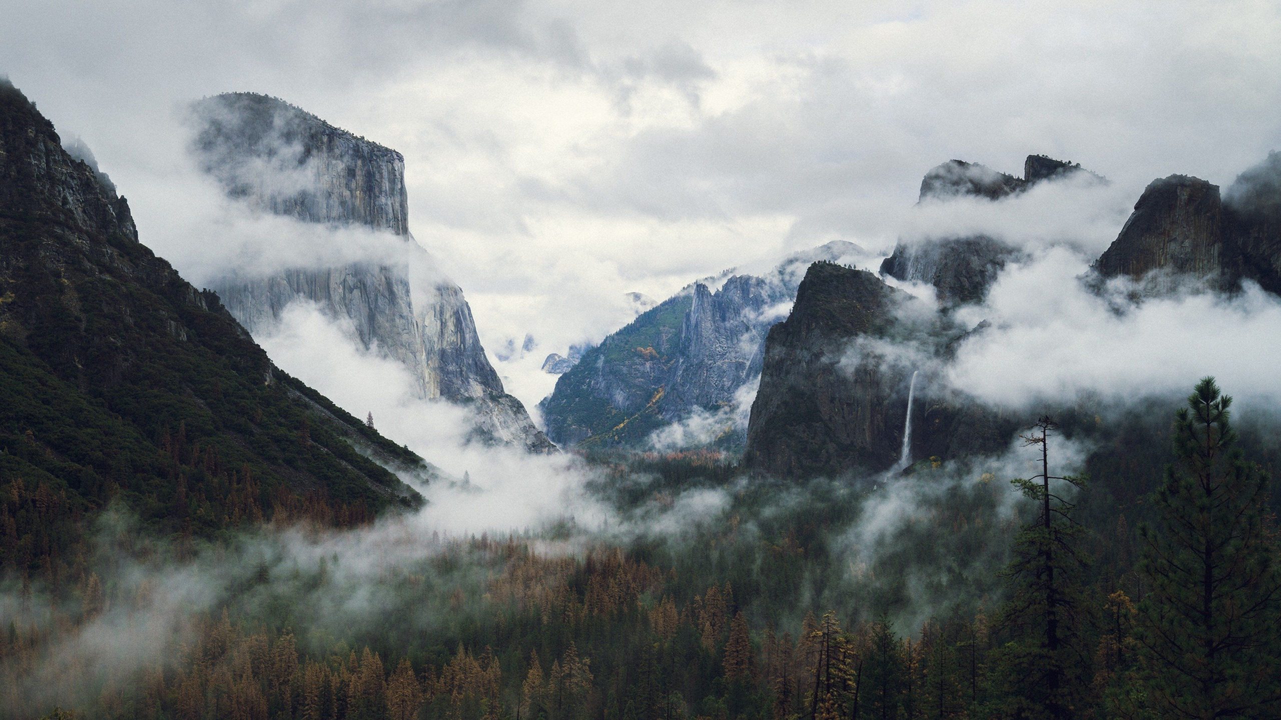 Fog