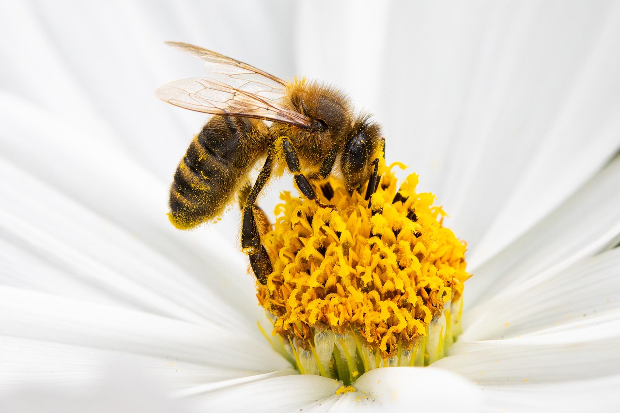 Bee