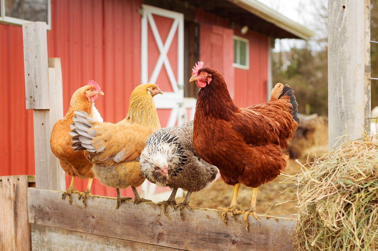 Chickens