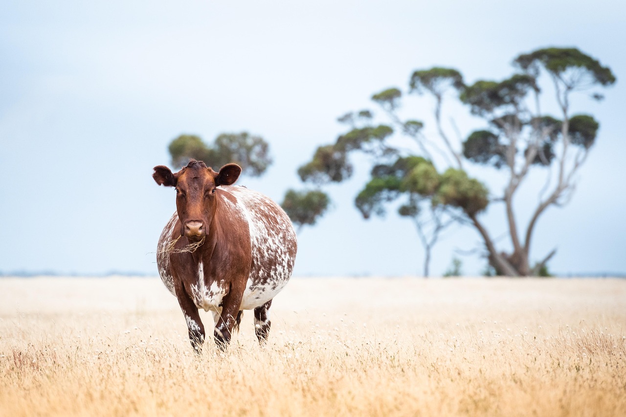 Cow