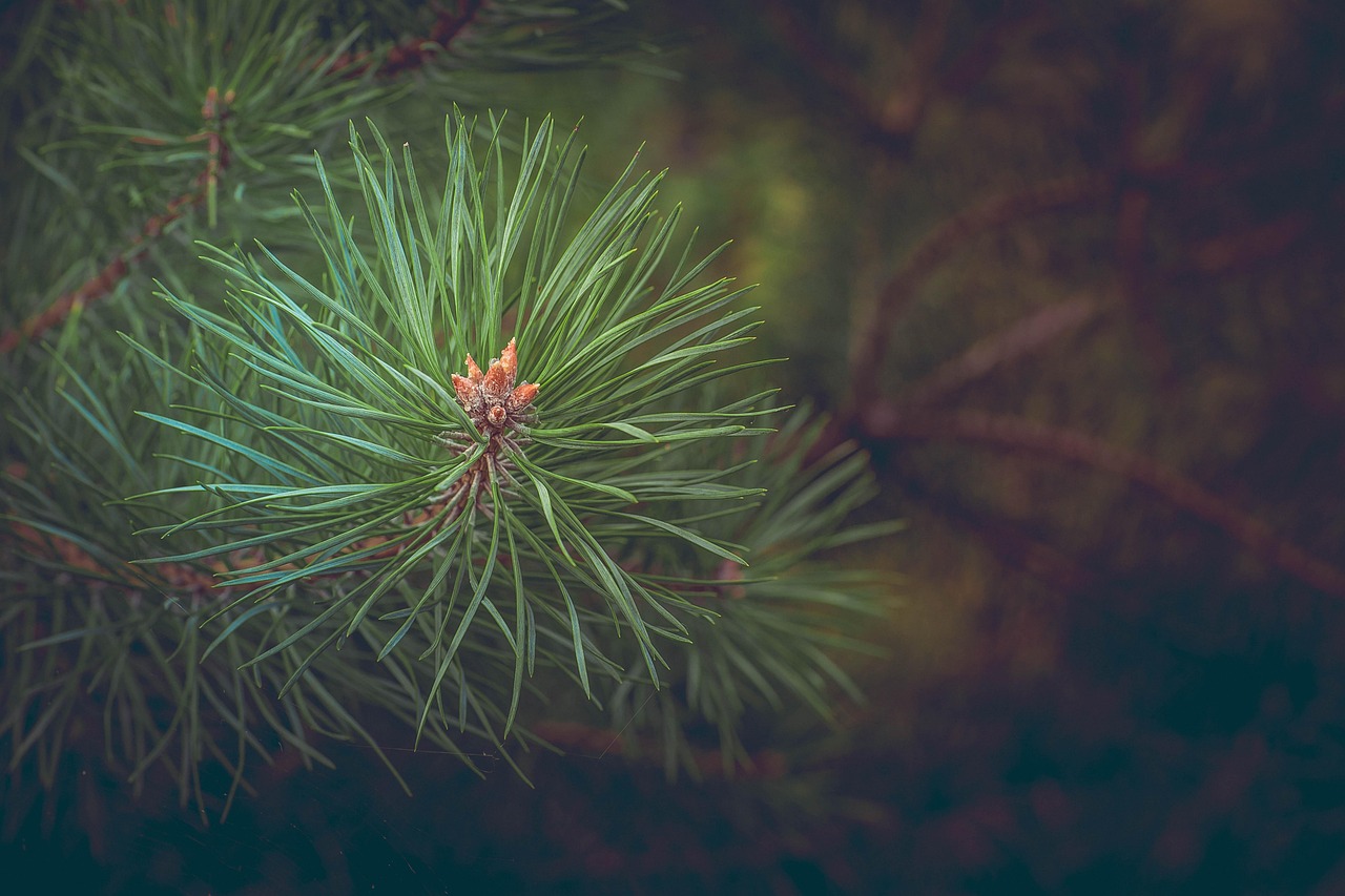 Pine Needles